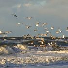 Sylt am Weststrand Möwen bei rauer See  