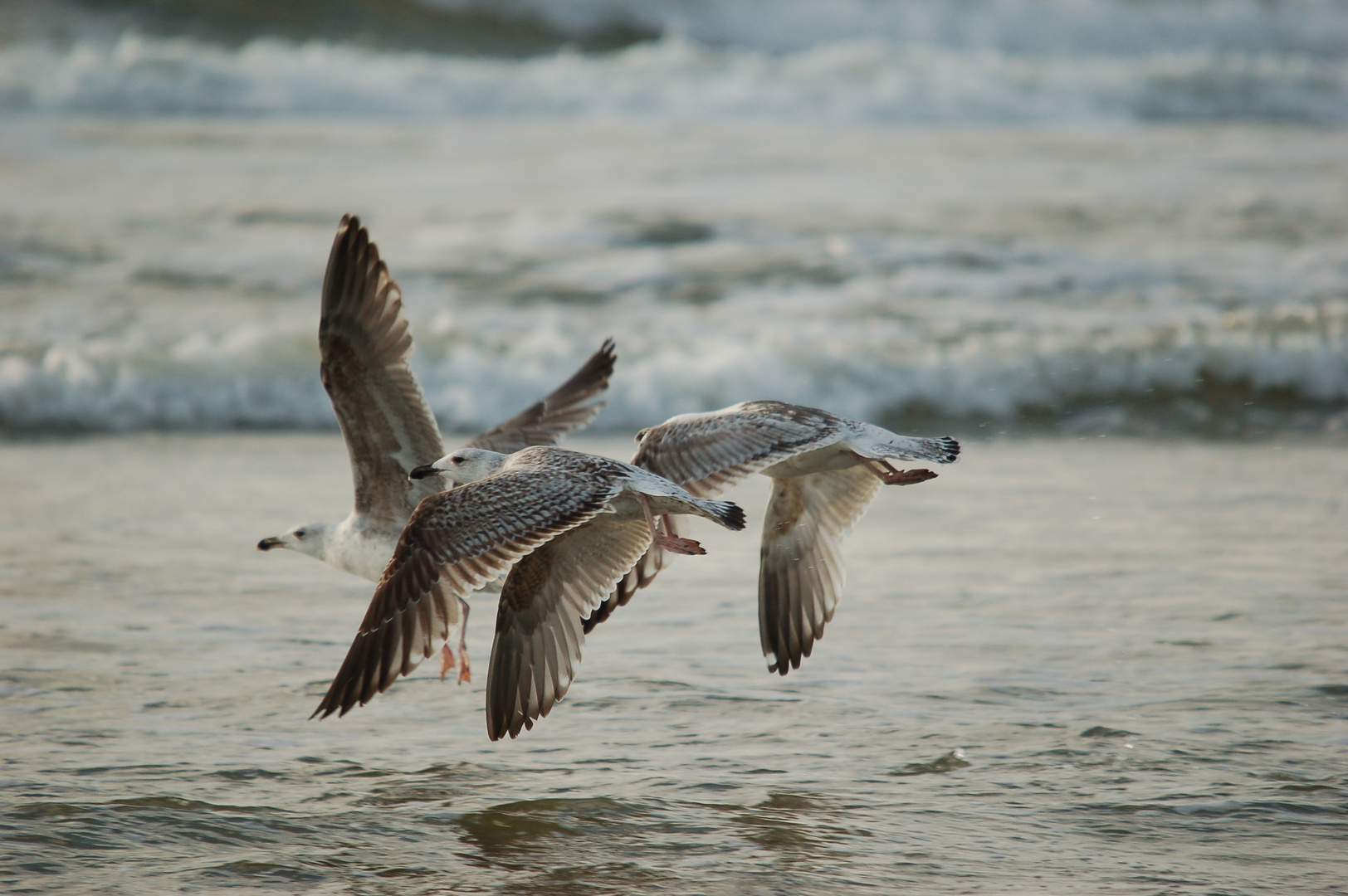 Sylt, auf, auf und davon