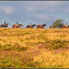 Sylt  -  Ausritt in der Braderuper Heide