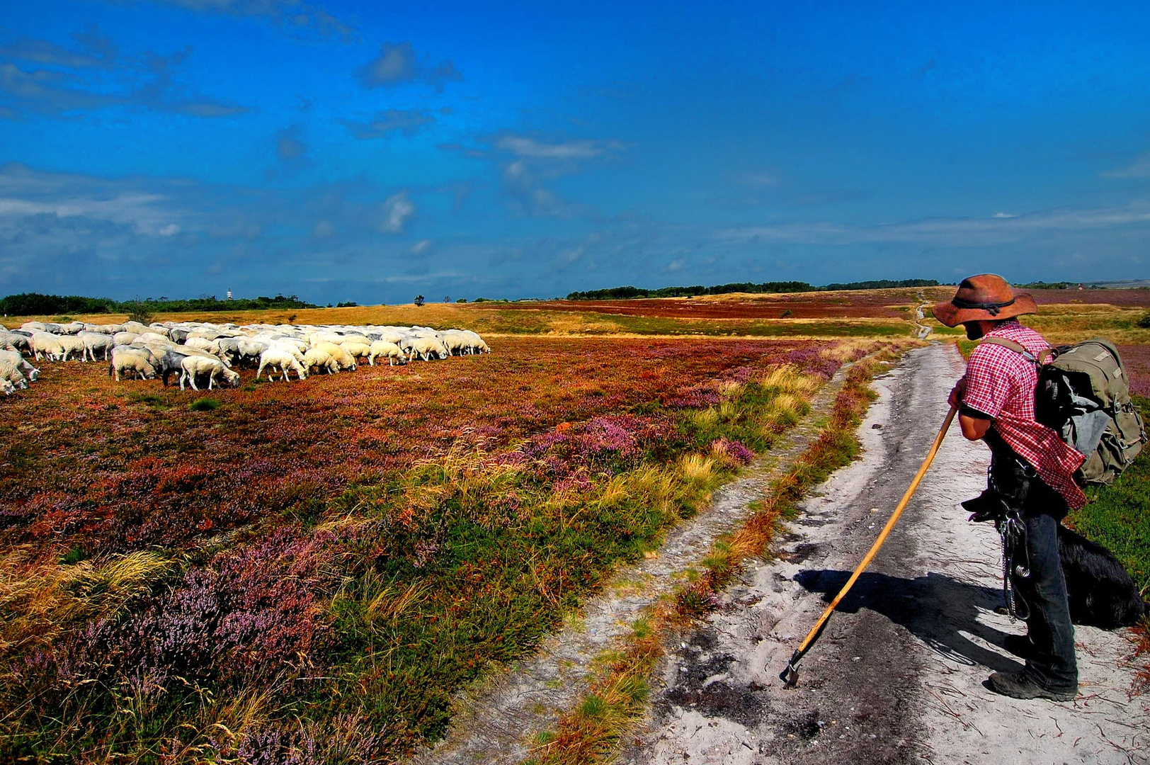 Sylt Braderuper Heide :  Schäfchen zählen ...