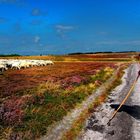 Sylt Braderuper Heide :  Schäfchen zählen ...