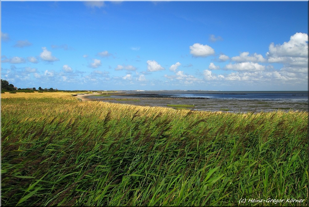 Sylt Braderuper Heide Watt Nilufer Moses ?