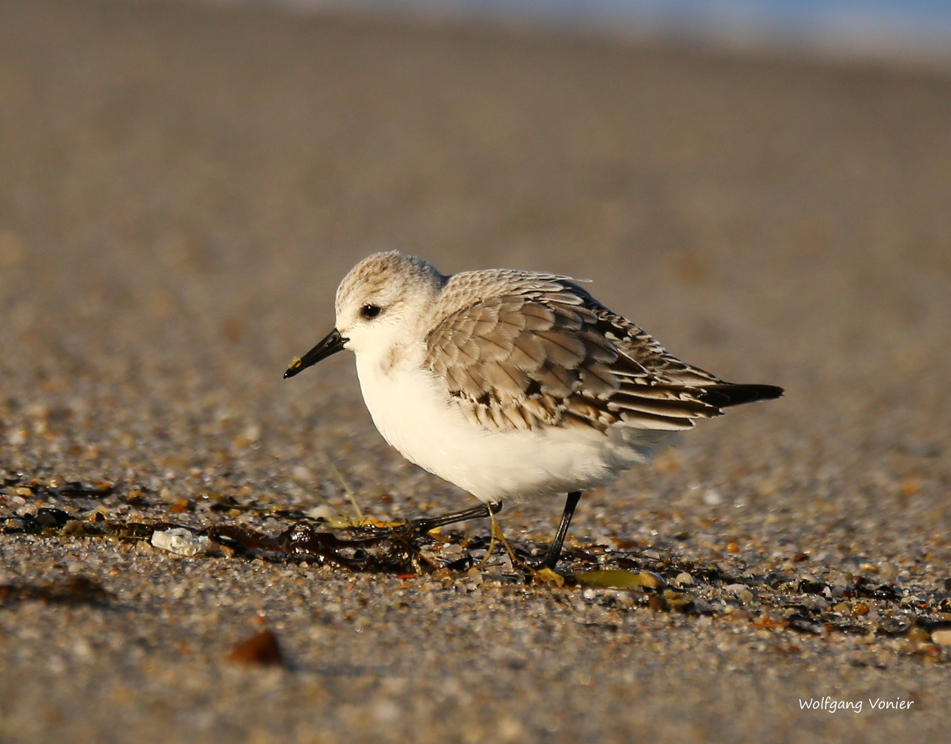 Sylt