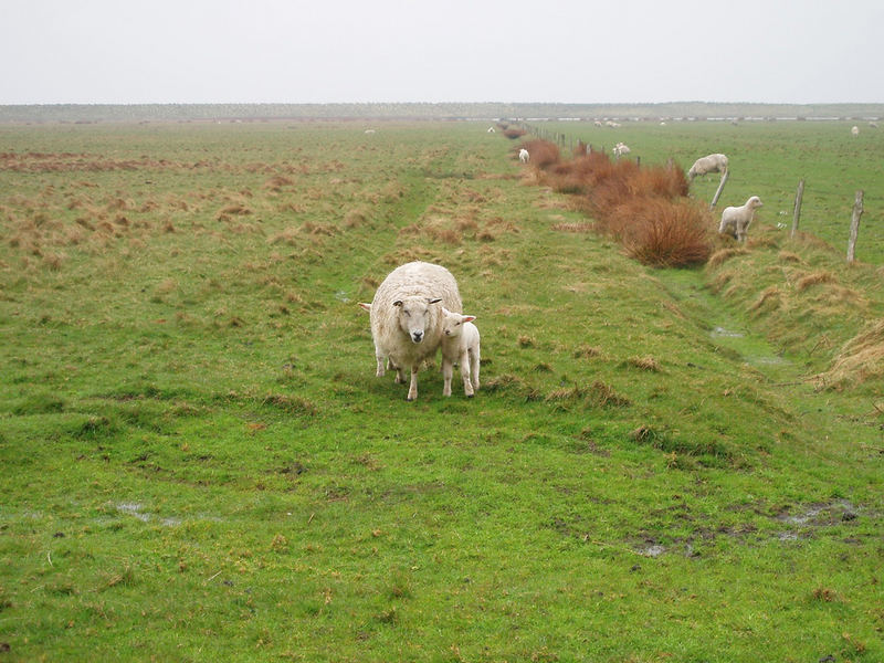 Sylt