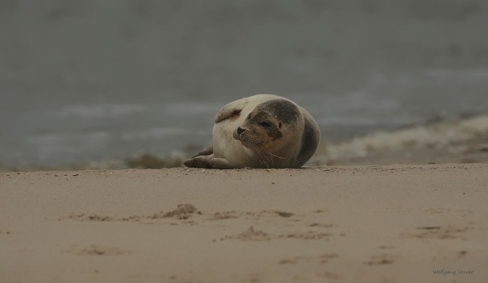 Sylt