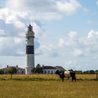 Sylt, der Bulle und der Leuchtturm...