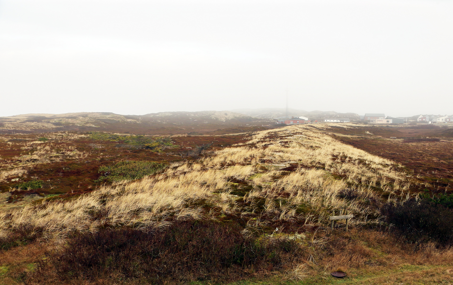 Sylt - Düne ....