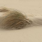 Sylt - Dünen, Strand und Strandhafer