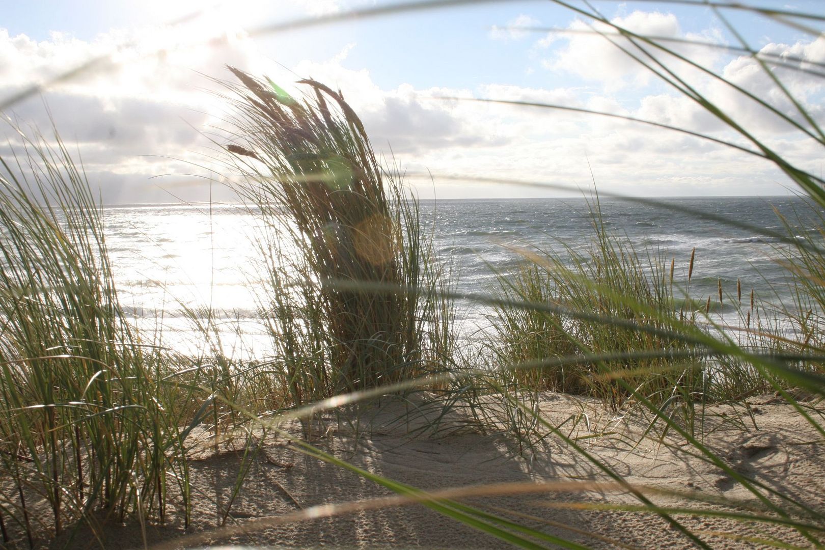 Sylt; Dünengras