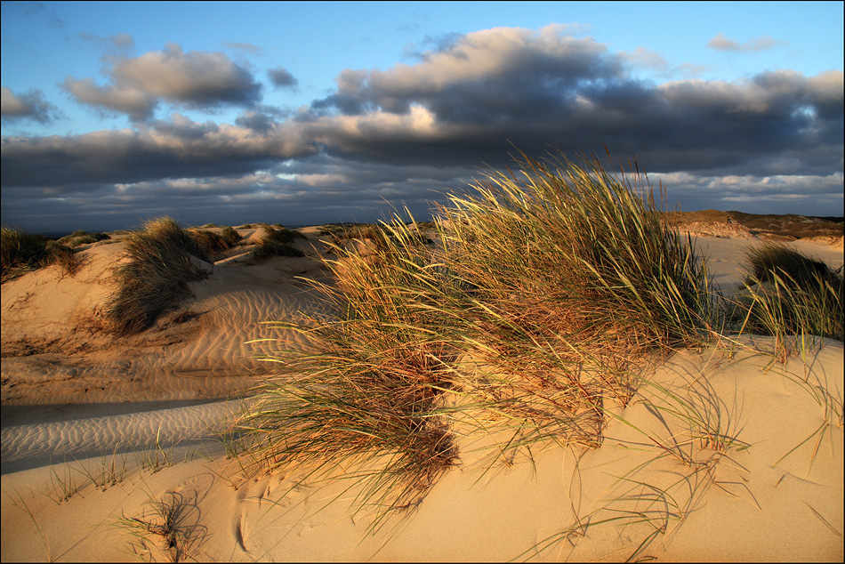 SYLT -Duenengras