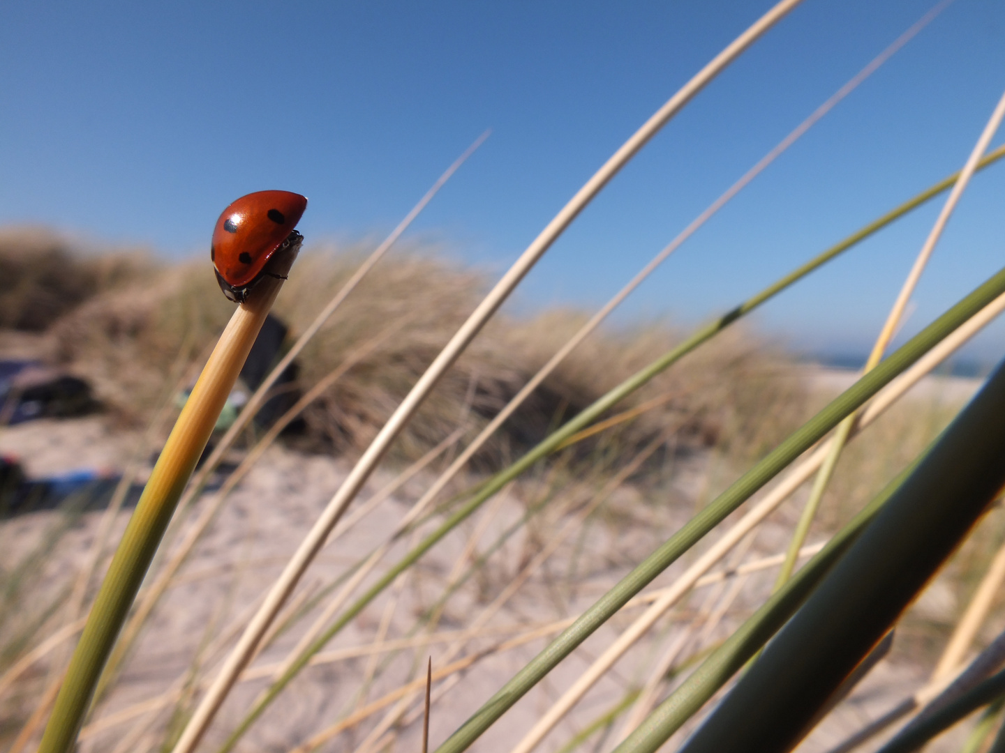 Sylt