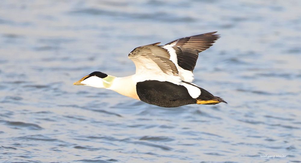 Sylt Eiderente im Flug