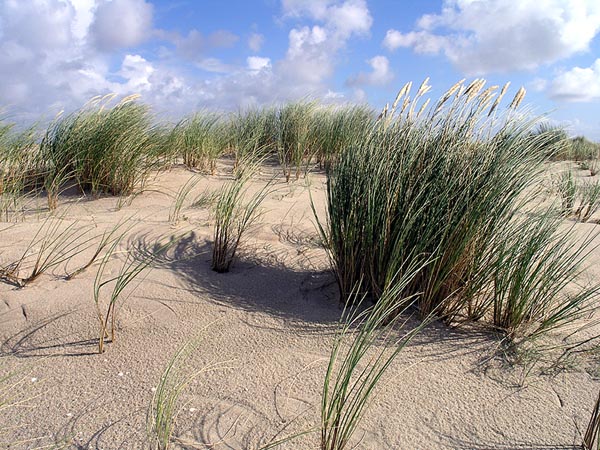 Sylt - Ellenbogen