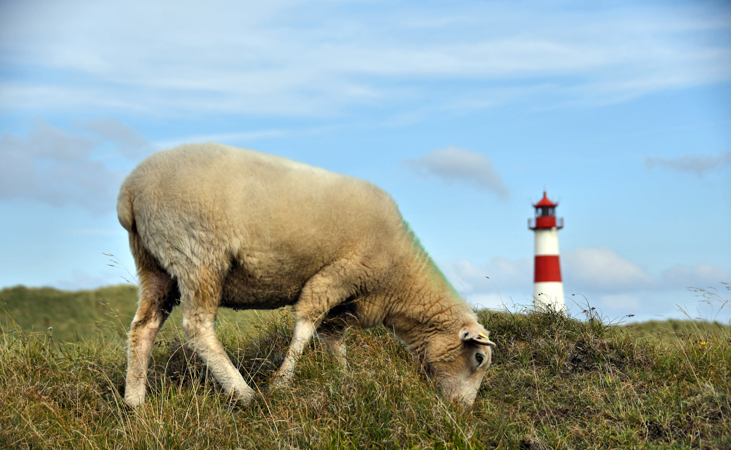 Sylt, Ellenbogen