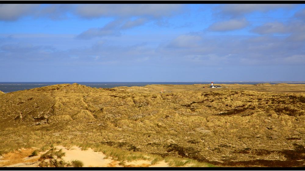 Sylt -Ellenbogen in den Dünen im April