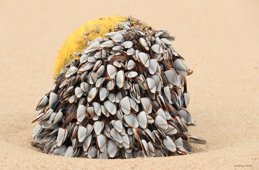 Sylt-Entenmuscheln auf einer Boje am Klappholttal