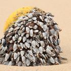 Sylt-Entenmuscheln auf einer Boje am Klappholttal