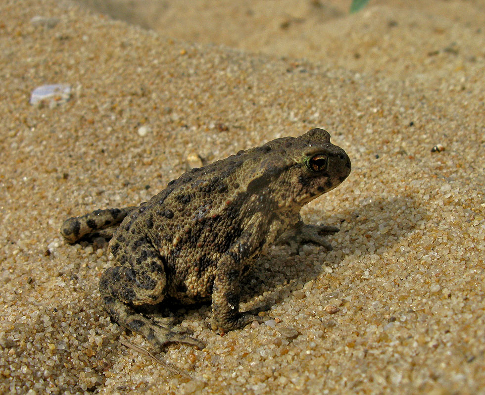 Sylt: Erdkröte? Bufo Bufo