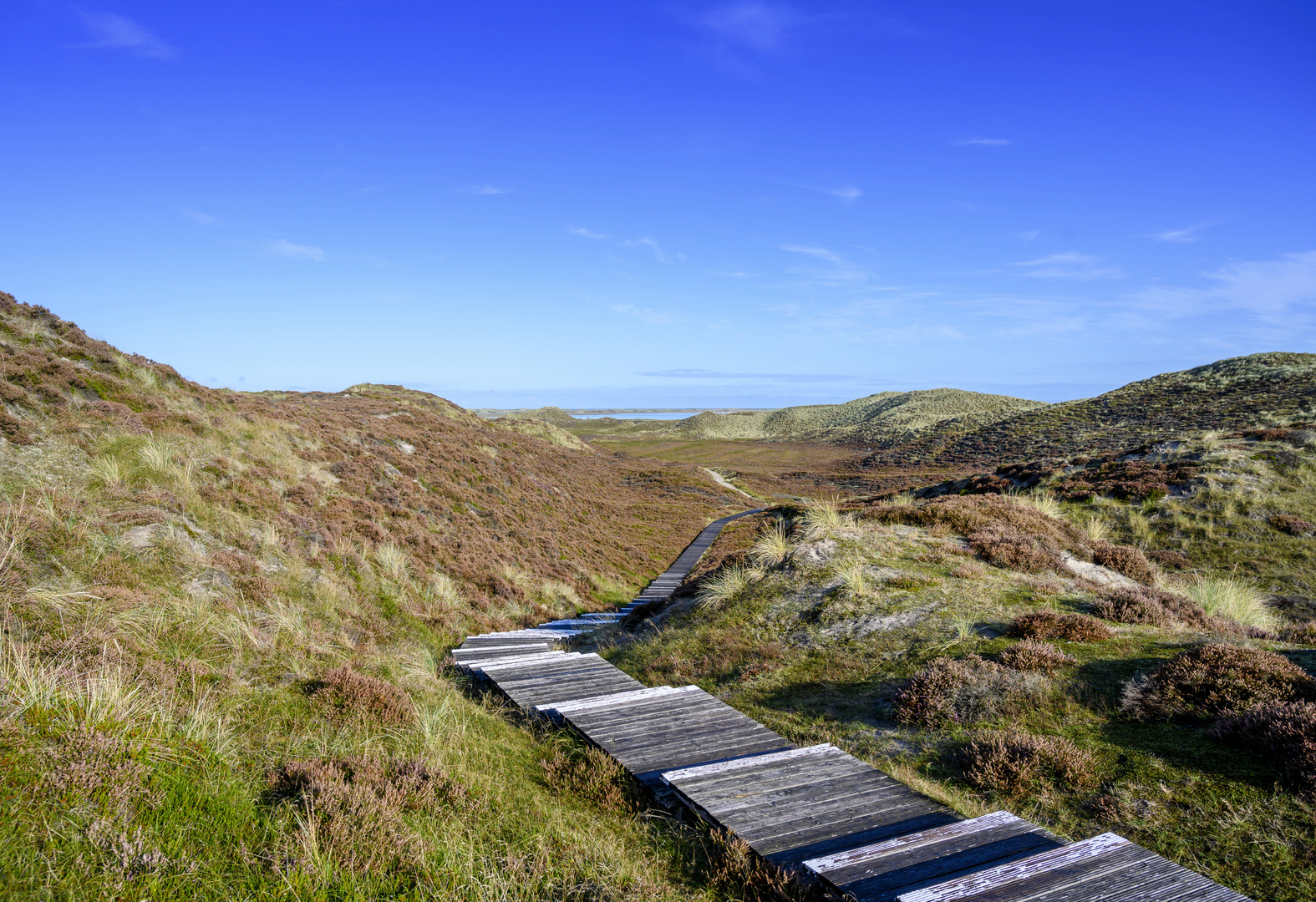 Sylt - Heide