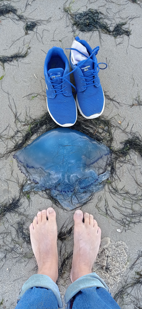 sylt/ hörnum : blau blau blau ...