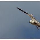 Sylt Hörnum Hafen - Himmel bedeckt