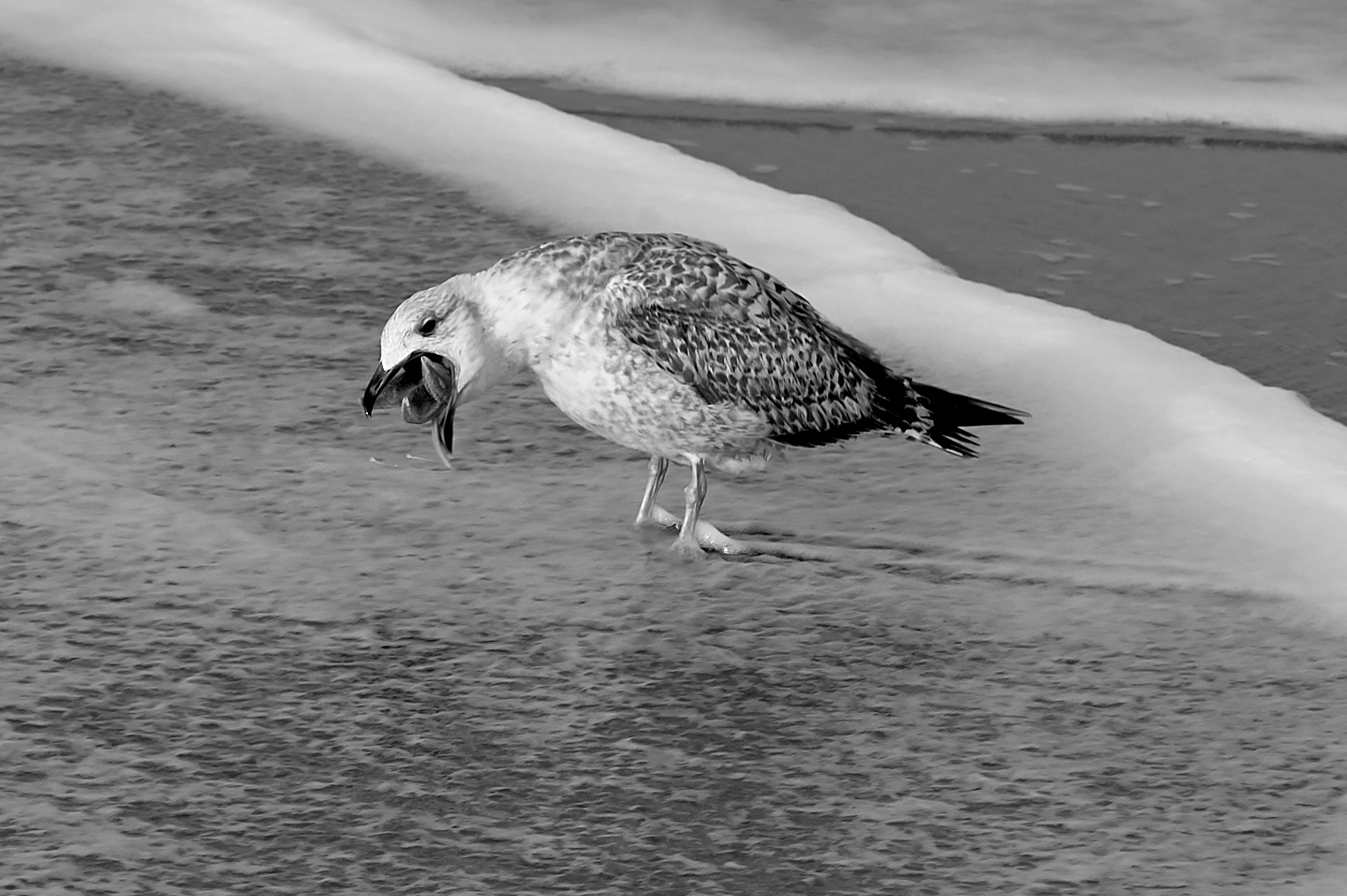 Sylt im Februar