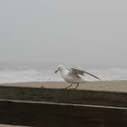 Sylt im März 2010