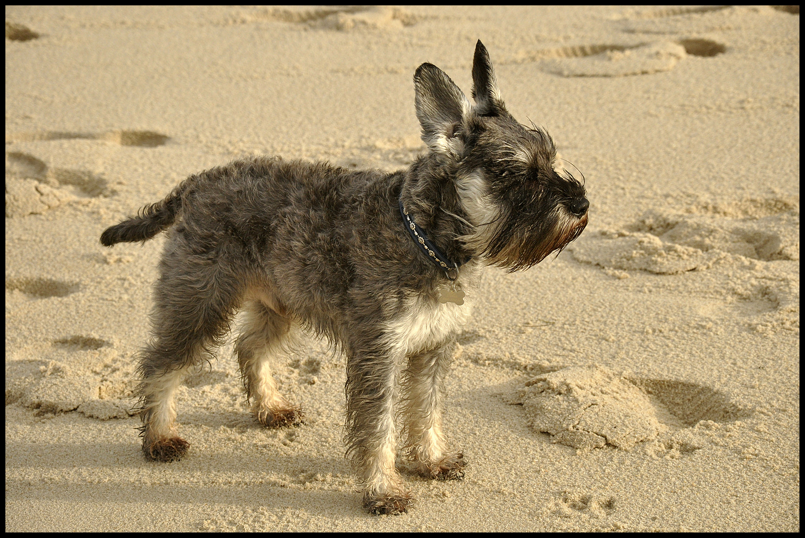 Sylt im November - Fledermaus?