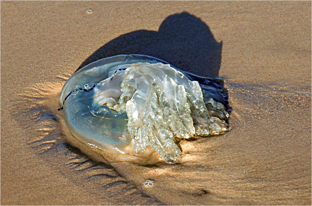 Sylt im Oktober 2011 (83)