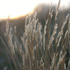 Sylt im Wind