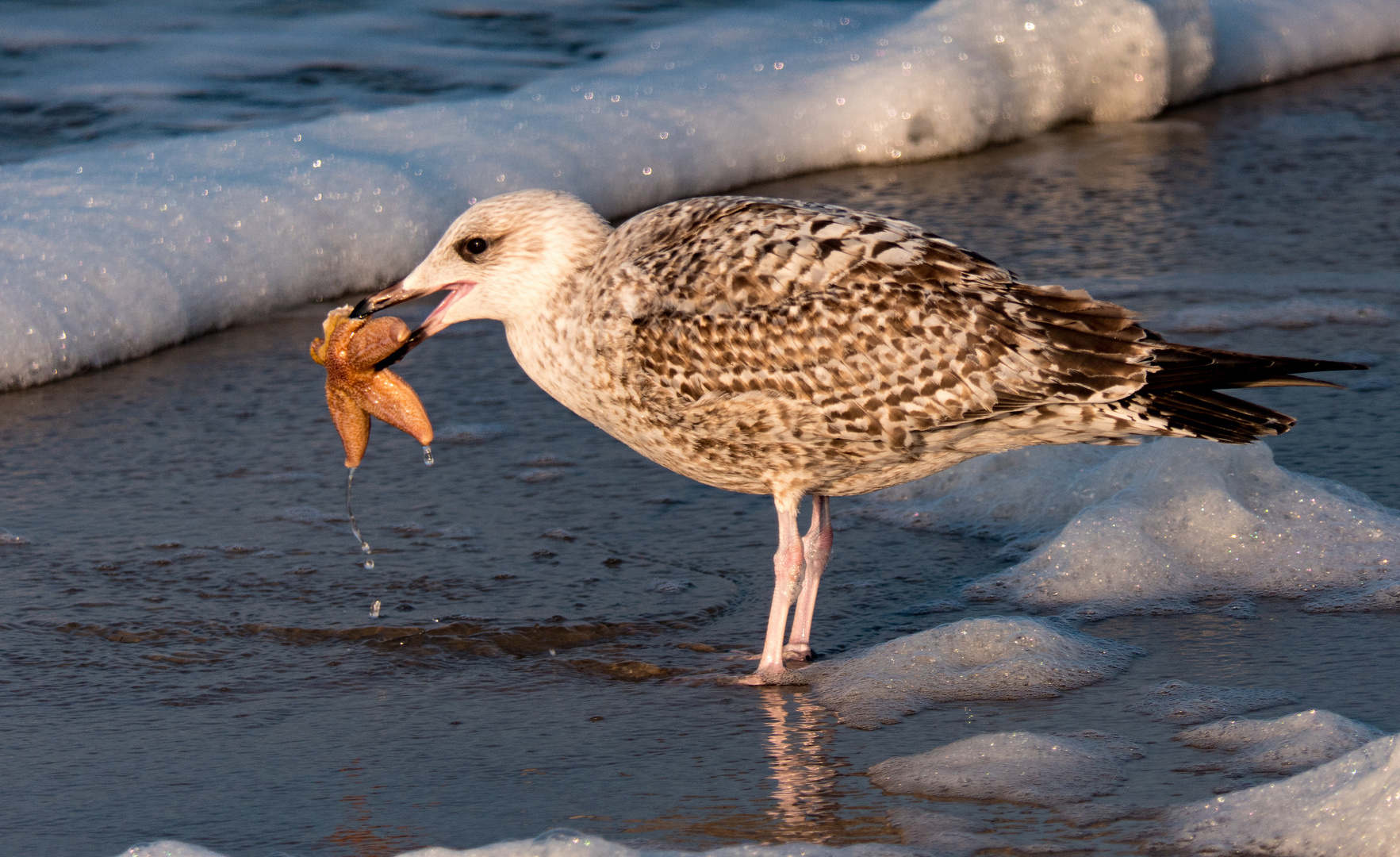 Sylt im Winter - Möwenfutter