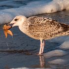 Sylt im Winter - Möwenfutter