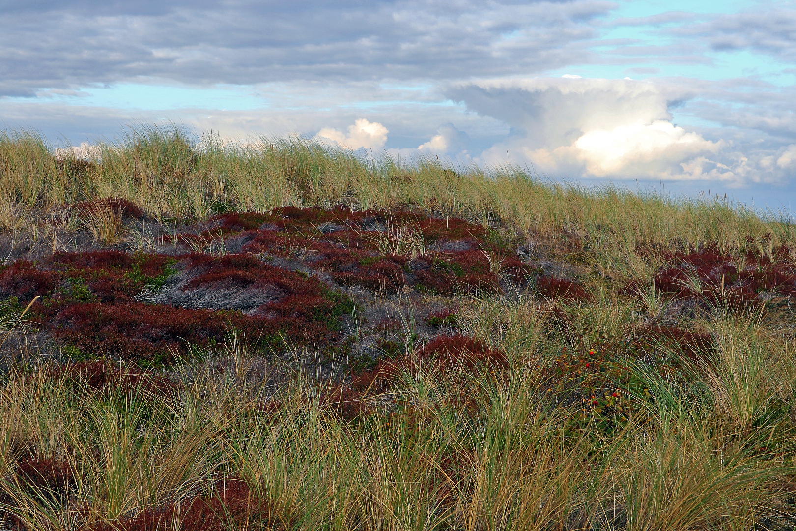 Sylt-Impressionen (07)