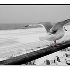 Sylt-Impressionen