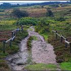 Sylt  -  In der Braderuper Heide