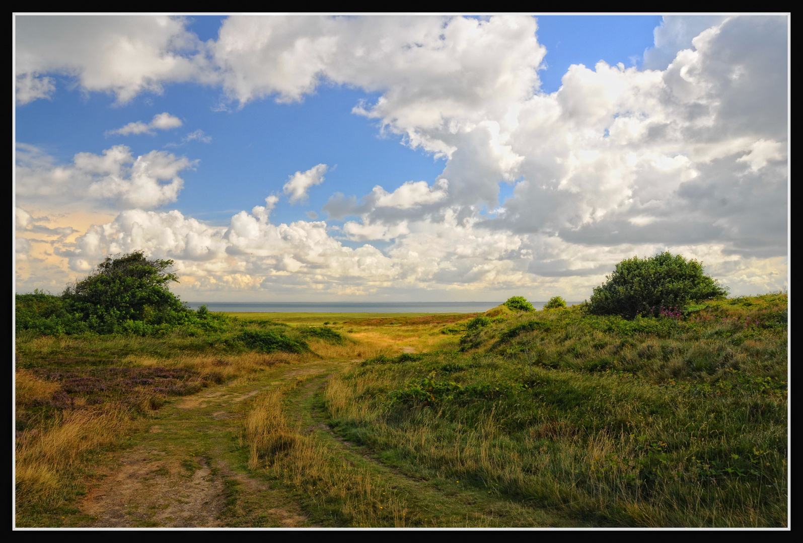 Sylt - In der Braderuper Heide