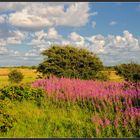 Sylt -  In der Braderuper Heide