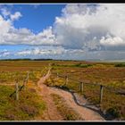 Sylt - In der Braderuper Heide