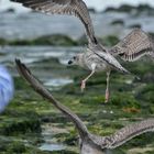 Sylt: Kind vertreibt aggressive Möwen in Westerland am Strand