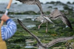 Sylt: Kind vertreibt aggressive Möwen in Westerland am Strand