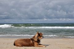 Sylt: Kleiner Chihuahua und großes Meer