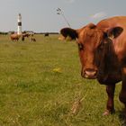 SYLT leuchtturm von kampen 