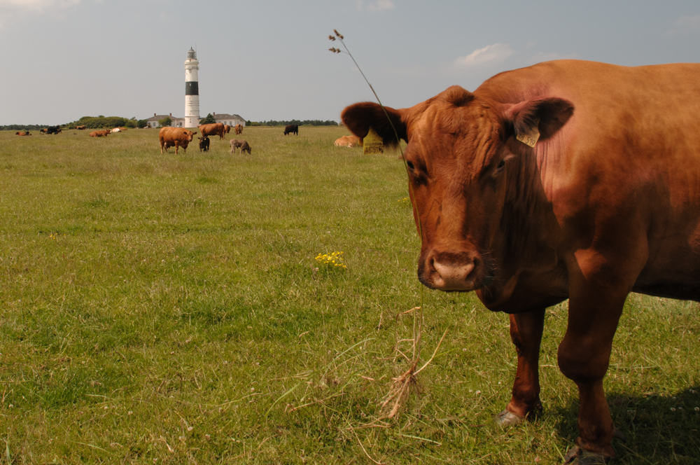 SYLT leuchtturm von kampen 