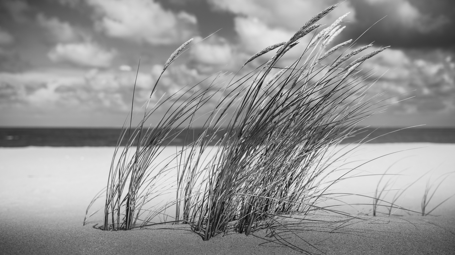 Sylt List Ellenbogen Dünengras