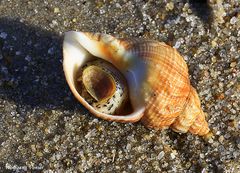 Sylt-Meerschnecke