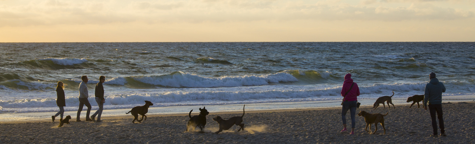 Sylt mit Hunden