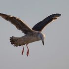  Sylt- Möve bei der Futtersuche