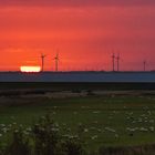 Sylt Morsum Kliff_Sonnenaufgang mit Schafen_3832