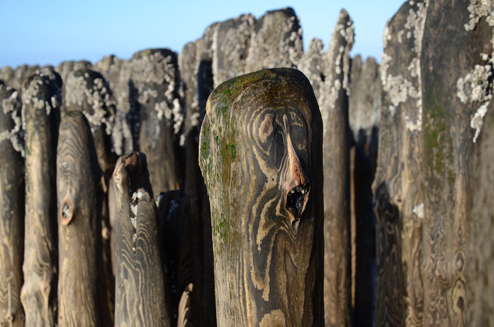 Sylt Rantum Buhnen 2012 - Pfahlgesicht