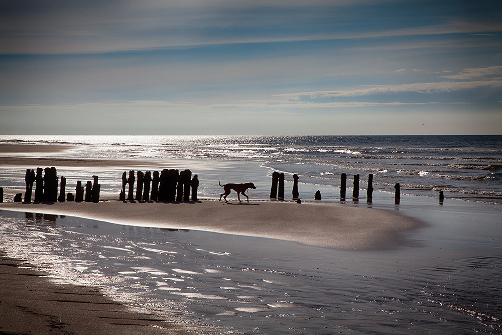 SYLT - Rantumer Buhnen